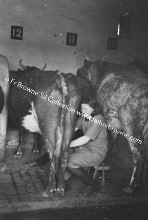 PRESENTATION CONVENT  MILKING IN THE BYRE